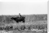 Suaid herder riding a buffalo