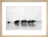 Buffaloes in the Marshes