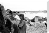 Suaid people with livestock