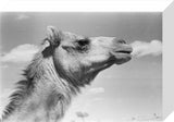 Wahiba camel