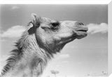 Wahiba camel