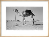 Batina camel