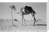 Batina camel