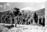 Giant groundsel on Mount Kilimanjaro