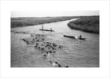 Cattle crossing the River Nile