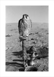 Falcon with coffee pot