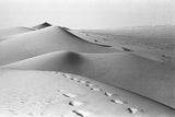 Camel tracks in the Empty Quarter