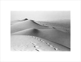 Camel tracks in the Empty Quarter