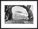 View of Potala seen through arc created by thick branch of tree