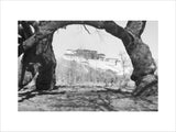 View of Potala seen through arc created by thick branch of tree
