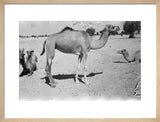 A camel at Mughshin Oasis ...