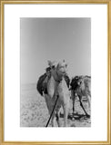 Portrait of a thoroughbred Omani ...
