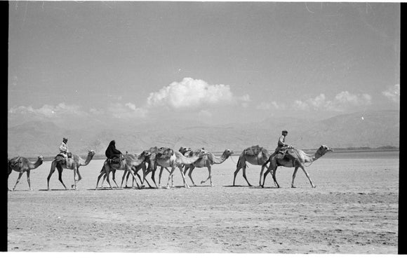 View of people riding camels ...
