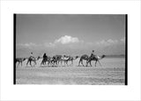 View of people riding camels ...