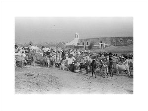 View of cattle and livestock ...