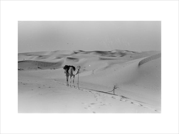 View of a camel belonging ...