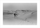 View of a camel belonging ...