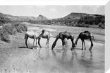Camels drinking in a shallow ...