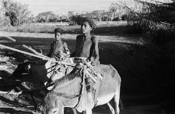 Two boys with donkeys near ...