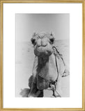 Portrait of a thoroughbred Omani ...