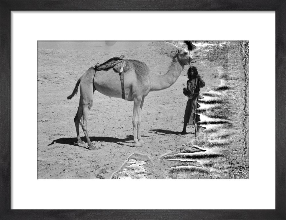 Salim bin Kabina, a young Pitt Rivers Museum Prints