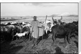 Maasai herder with cattle