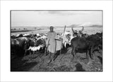 Maasai herder with cattle