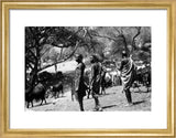 Maasai herding