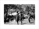 Maasai herding