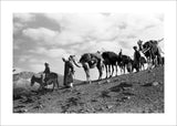 Kandari nomads migrating