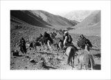 Kandari nomads migrating