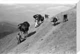 Kandari nomads migrating
