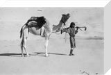 Muhammad al Auf with a camel