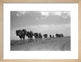 Kandari nomads with loaded camels
