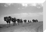 Kandari nomads with loaded camels