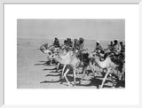Thesiger's party riding camels