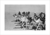 Thesiger's party riding camels
