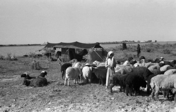 Bani Lam encampment in the Marshes