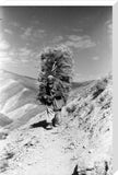 Hazara man carrying fodder