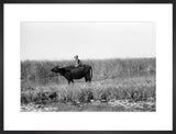 Suaid herder riding a buffalo