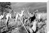 Loaded camels