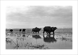 Buffaloes in the Marshes