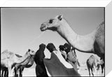 Tuareg men with camels