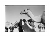 Tuareg men with camels