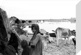 Suaid people with livestock
