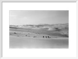 Thesiger's party in the Empty Quarter