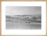 Thesiger's party in the Empty Quarter