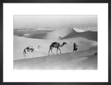 Salim bin Kabina with camels
