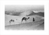 Salim bin Kabina with camels