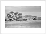 Sheikh Zayed's encampment at Buraimi